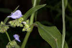 Zigzag spiderwort